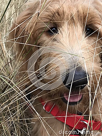 Golden doodle puppy playing in field Stock Photo