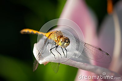 Golden Dragonfly (Libellula needhami) Rests on Lily Stock Photo