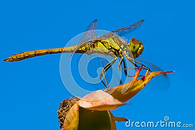 Golden dragonfly Stock Photo