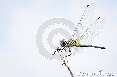Golden dragonfly on wild grass with clear bright background Stock Photo