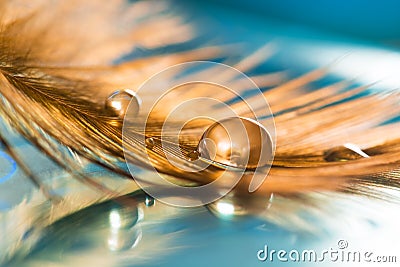 A golden drop on the feather. Golden feather of a bird on a blue background. Abstract background. Stock Photo