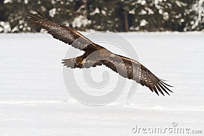 Golden Eagle Stock Photo