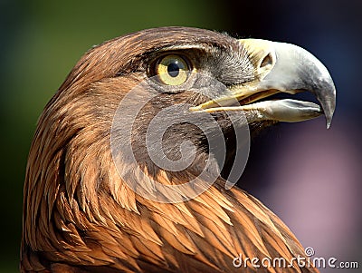 Golden Eagle Stock Photo