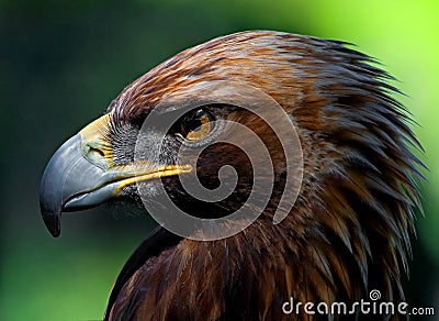 Golden Eagle Stock Photo