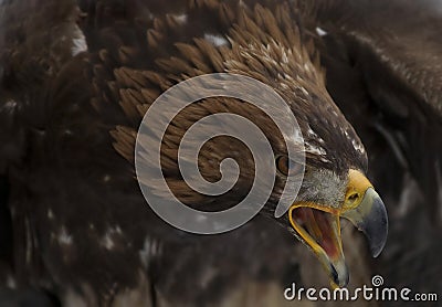 Golden eagle Stock Photo