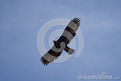 Golden eagle Alps Switzerland Aquila chrysaetos birds of prey Accipitridae Stock Photo