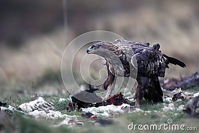 The golden eagle Aquila chrysaetosfeeding the male eagle to the prey Stock Photo