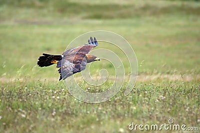 The golden eagle Aquila chrysaetos flying over the meadow. Male golden eagle flying in the Spanish mountains Stock Photo