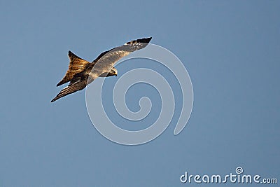 The golden eagle Aquila chrysaetos flying ower the rocks Stock Photo
