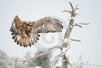 Golden eagle (Aquila chrysaetos) landing on a dry tree branch wings wide open Stock Photo