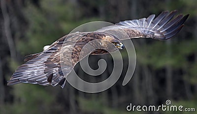 Golden Eagle in Flight Stock Photo