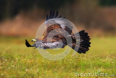 Golden Eagle, flying above flowering meadow, brown bird of prey with big wingspan, Norway Stock Photo