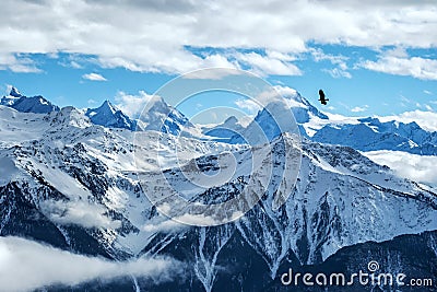 Golden eagle flying in front of swiss alps scenery. Winter mountains. Bird silhouette. Beautiful nature scenery in winter. Stock Photo