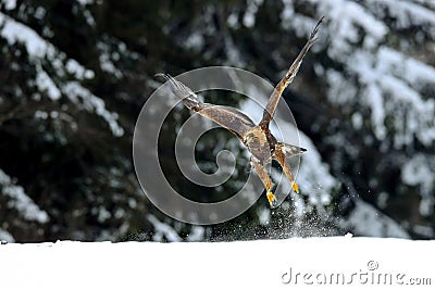 Golden Eagle flying in natural environtment, winter time Stock Photo