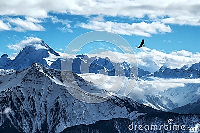 Golden eagle flying in front of swiss alps scenery. Winter mountains. Bird silhouette. Beautiful nature scenery in winter. Stock Photo