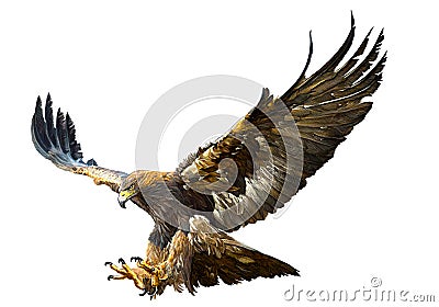 Golden eagle flying swoop hand draw vector. Vector Illustration