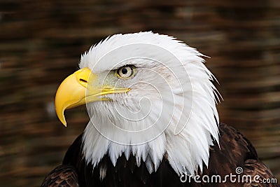 Golden Eagle head, Stock Photo