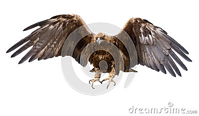 Golden eagle, isolated Stock Photo