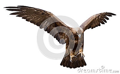 Golden eagle, isolated Stock Photo