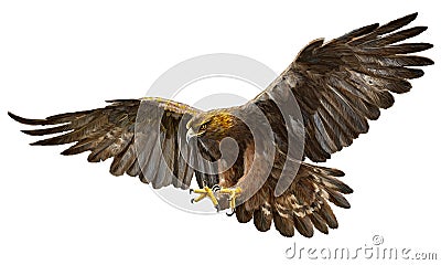 Golden eagle landing vector. Vector Illustration