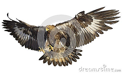 Golden eagle landing on white vector. Vector Illustration