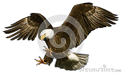 Bald eagle landing hand draw on white background vector Vector Illustration