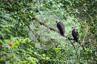 Golden Eagle male and female Stock Photo