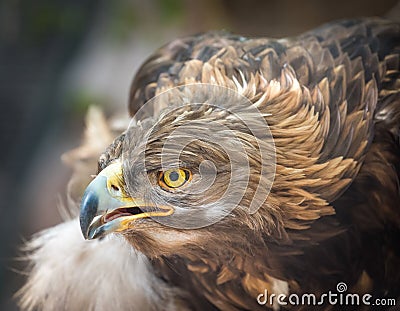 Golden Eagle Portrait - Intense Look - Closeup Detail Stock Photo