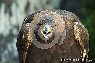 Golden eagle scream Stock Photo