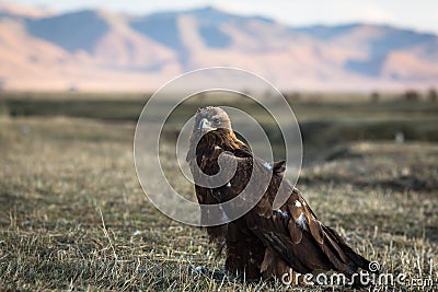 Golden eagle sits on land in the Mongolian steppe. Nature. Stock Photo