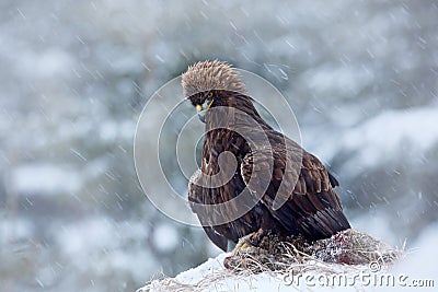 Golden Eagle in snow with kill hare, snow in the forest during winter. Snowy forest with golden eagle. Bird in the nature habitat. Stock Photo