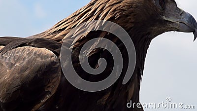 Golden Eagle Spread Its Wings