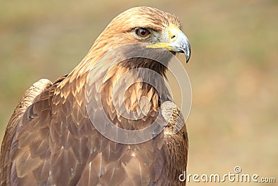 Golden eagle Stock Photo