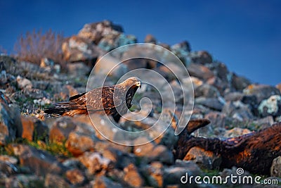 Golden eagle,walking between the stone, Rhodopes mountain, Bulgaria. Eagle, evening light, brown bird of prey with big wingspan. Stock Photo