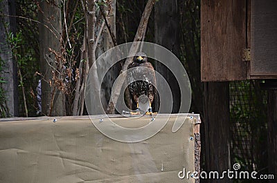 Golden eagle watching, typical rusty coloration Stock Photo