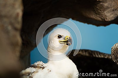 Golden Eaglet Stock Photo