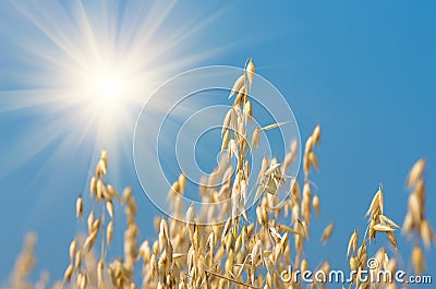 Golden ear of oats against the blue sky and sun Stock Photo