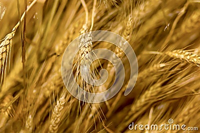 Golden ear of wheat mature russia background rustic background light plant many plants pattern Stock Photo