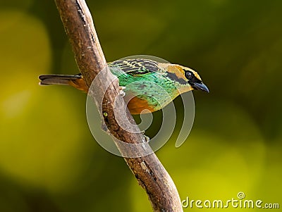 Golden-Eared Tanager Stock Photo