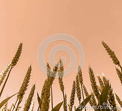 Golden ears of wheat or rye close-up at sunset. Zero shooting angle Stock Photo