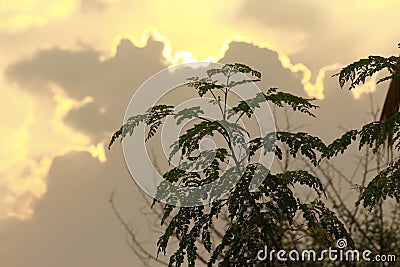 A golden edged sunbeam appears through the gigantic cloud. Lights on the sky always be decorative and sensible from the ground Stock Photo