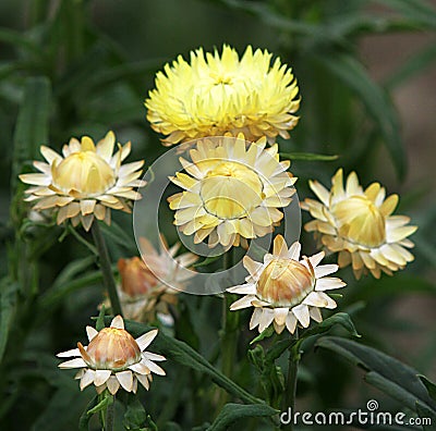 Golden everlasting or strawflower Stock Photo