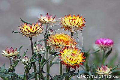 Golden everlasting or strawflower Stock Photo