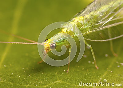 Golden Eye Lacewing Stock Photo