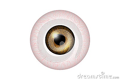 Golden Eye Realistic. Vector Illustration Of 3d Human Glossy Photo Realistic Eye shine and Reflection. Vector Illustration