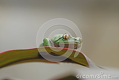 Golden-Eyed Leaf Frog on a Leaf Stock Photo