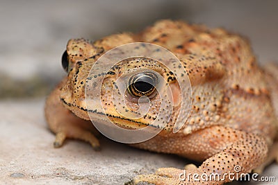 Golden eyes of Duttaphrynus melanostrictus, Indian.common toad Stock Photo
