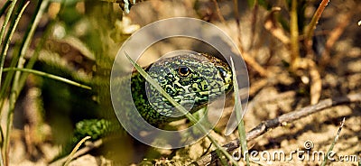 Golden eyes Lizard hides in the grass on the meadow. Stock Photo