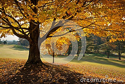 Golden Fall Foliage Autumn Yellow Maple Tree Stock Photo