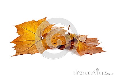 Golden fall leaves on a white background Stock Photo